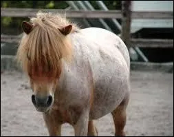 Comment s'appelle cette robe ?