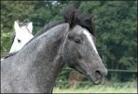 Comment s'appelle cette robe ?