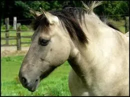 Comment s'appelle cette robe ?