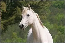 Comment s'appelle cette robe ?