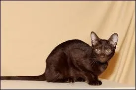 Quelle est cette race ?