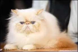 Quelle est cette race ?