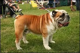 Quelle est cette race ?