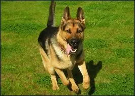 Quelle est cette race ?