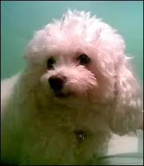 Quelle est cette race ?