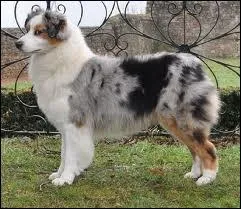 Quelle est cette race ?