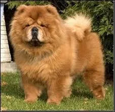 Quelle est cette race ?