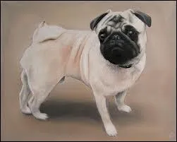 Quelle est cette race ?