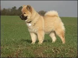 Quelle est cette race ?