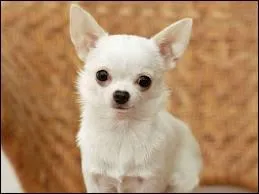 Quelle est cette race ?