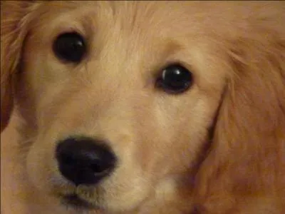 La couleur des oreilles du chiot prsage la teinte plus ou moins fonce de son apparence plus tard.