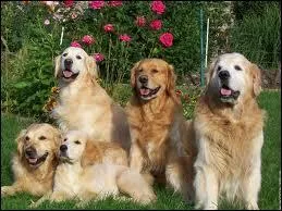 Quelle est la palette de couleurs de la robe du golden ?