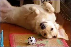 Le golden est une race trs populaire, mais depuis quelles annes ?