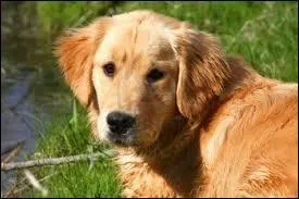  quelle catgorie le golden appartient-il ?