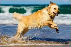 Le sous-poil des golden est trs particulier ; de quoi protge-t-il ?