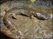 Commenons par le plus grand des amphibiens. Il vit en Chine, dans les eaux de montagne, prfrant les courants rapides.