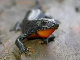 Cette salamandre nocturne se dfend des prdateurs grce  une scrtion visqueuse dsagrable produite par sa queue.