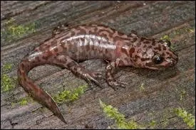 Cet urodle qui vit dans ou prs des ruisseaux des zones boises a une activit nocturne.