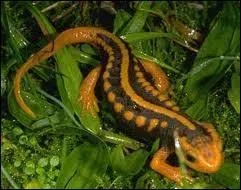 En hiver et  la saison sche, ce triton verruqueux reste sous terre.