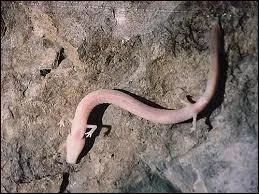 C'est l'un des rares amphibiens  s'tre adapt  la vie dans les grottes. Sans jamais quitter les eaux souterraines, il vit dans l'obscurit et est quasi aveugle.