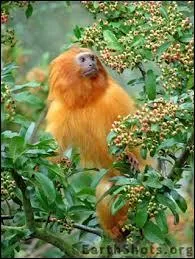 Ils sont devenus rares car leur habitat s'est rtrci.