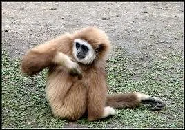 Appel aussi  gibbon lar , ce singe ne descend presque jamais au sol.