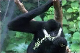 Il vit au sud-est de l'Asie et pse 9 kg pour 64 cm de hauteur.