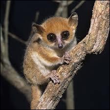 C'est le plus petit primate du monde.
