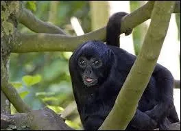 Il appartient  la famille des singes-araignes d'Amrique, qui ont la particularit d'avoir de longs bras et une queue prhensile.