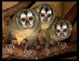 Il est le seul singe  vivre la nuit.