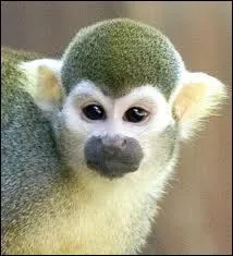 Ce petit singe d'Amrique du sud se nomme aussi singe cureuil.