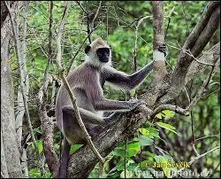 C'est un singe sacr en Inde,  qui on fait des offrandes.