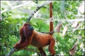 Il a le cri le plus puissant de tous les animaux !