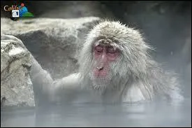 L' hiver, il se repose dans des lacs trs chauds.