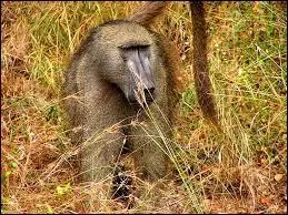 C'est le plus grand des babouins.