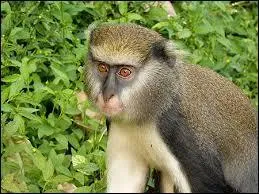 Ce petit singe passe sa vie dans les arbres, o il se nourrit de fruits, de feuilles, de jeunes pousses et d'insectes.