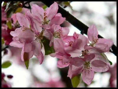 Parmi ces 3 noms de sonates de Beethoven lequel correspond  une sonate pour piano et violon ?