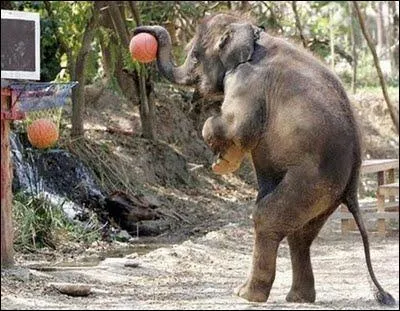 Ce groupe m'a beaucoup plu, en particulier cette chanson,  l'allure lphantesque !