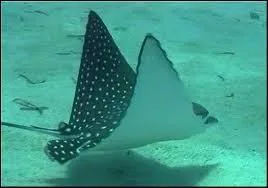 Combien sommes-nous pour tre impermables ?