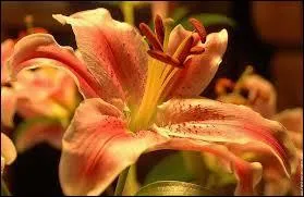 Combien sommes-nous  ne pas tre dans le maquis ?