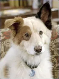 Dans quelle srie y a-t-il un chien qui parle ?