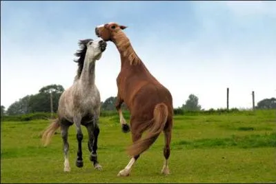 Un cheval ne peut pas avoir 4 balzanes.