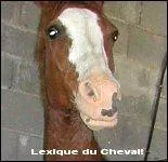 Ladre : c'est le nom de la zone de peau dpigmente aux extrmits des lvres.