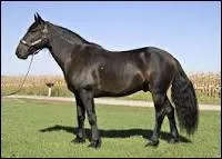 La robe du cheval  zain  a des poils blancs.