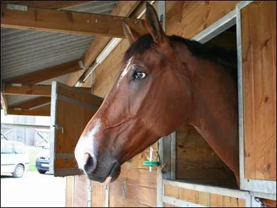La marque de poils blancs sur le front est :