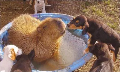 Avec lequel de ces trois animaux les chiots sont-ils devenus trs proches ?