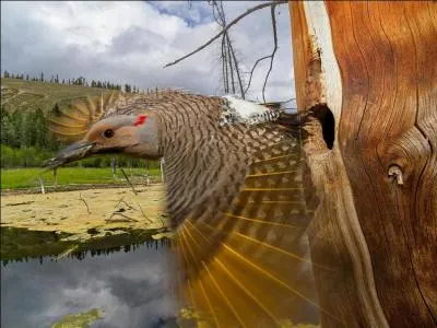 Trouvez l'interprte de cette chanson  Fais comme l'oiseau  !