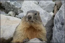 L'hibernation de ce rongeur des montagnes dure 5 mois :