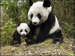 Il a t choisi par la WWF pour tre le symbole universel des animaux menacs :