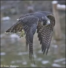 Ce rapace peut descendre  plus de 350 km/h en piqu pour chasser ses proies :